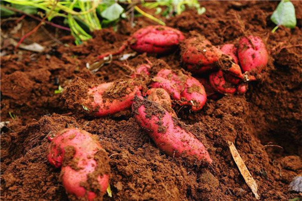 紅薯種植決竅 紅薯種植決竅